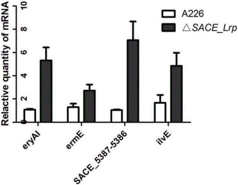 Method for improving yield of erythromycin through saccharopolyspora erythraea SACE_Lrp gene