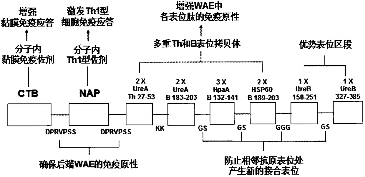 A kind of Helicobacter pylori multivalent epitope vaccine and preparation method thereof