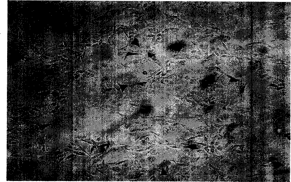 Separation and purification of recombinant human blood vessel endothelia cell growth factor, chemical labeling in vitro and use thereof