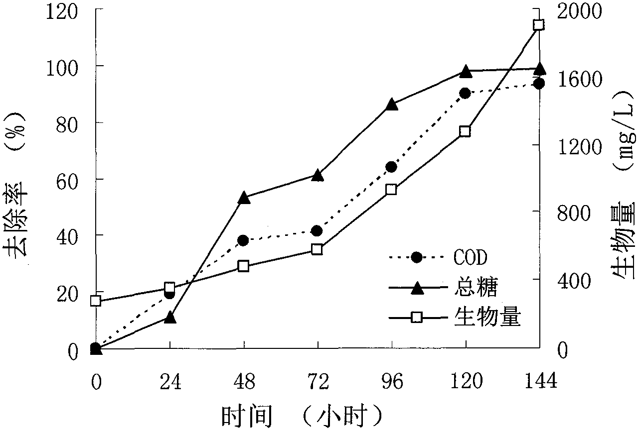 Method for processing starch waste water and realizing resourcezation of waste water by one photosynthetic bacterium strain