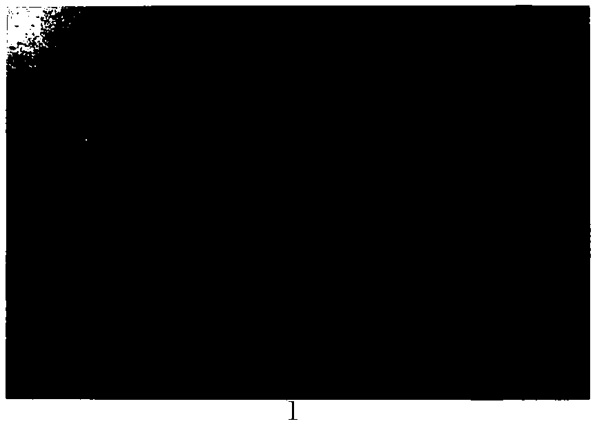 Targeted sustained-release nano-pesticide preparation for aphid control, preparation method and application thereof