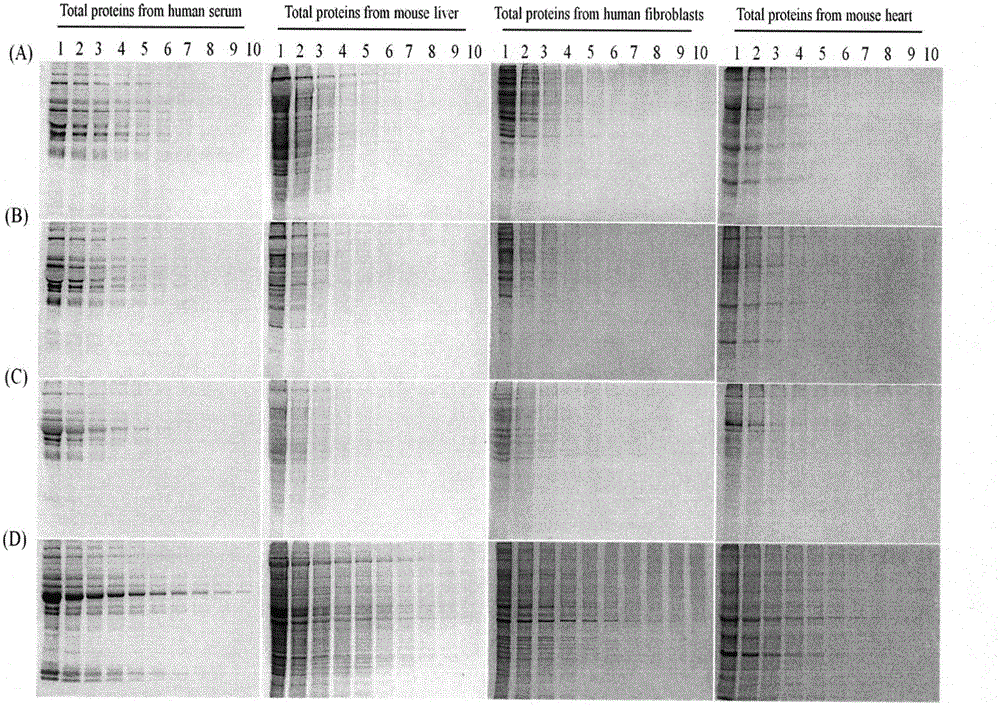 Application of 1-pyrenyl-carbohydrazide in specific detection of glycoproteins