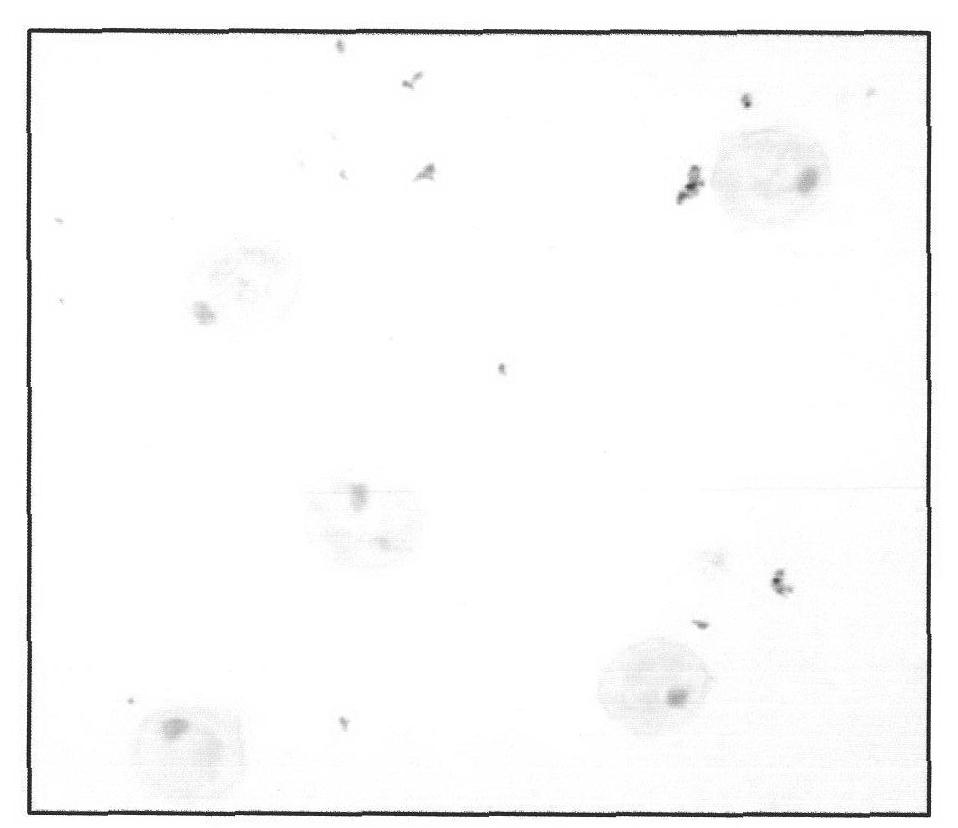 Method for increasing embryoid induction rate in culture of isolated microspores of hot (sweet) pepper