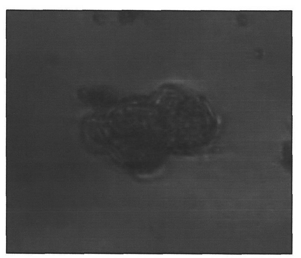 Method for increasing embryoid induction rate in culture of isolated microspores of hot (sweet) pepper