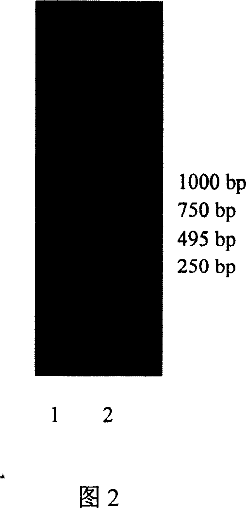 Cryophilous proteinase gene mcp01 and its prepn process