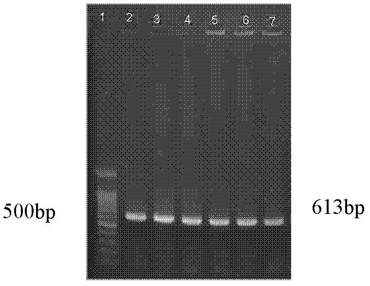 Triticum aestivum Mevalonate kinase gene TaMVK, and separation cloning and enzymatic activity determination method thereof