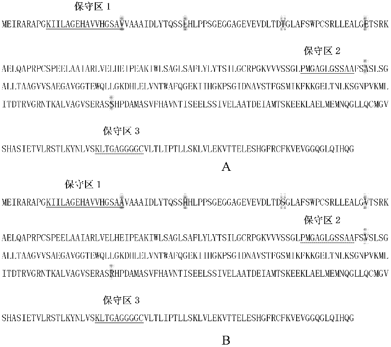 Triticum aestivum Mevalonate kinase gene TaMVK, and separation cloning and enzymatic activity determination method thereof