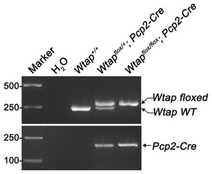 Construction method and application of cerebellar ataxia disease model