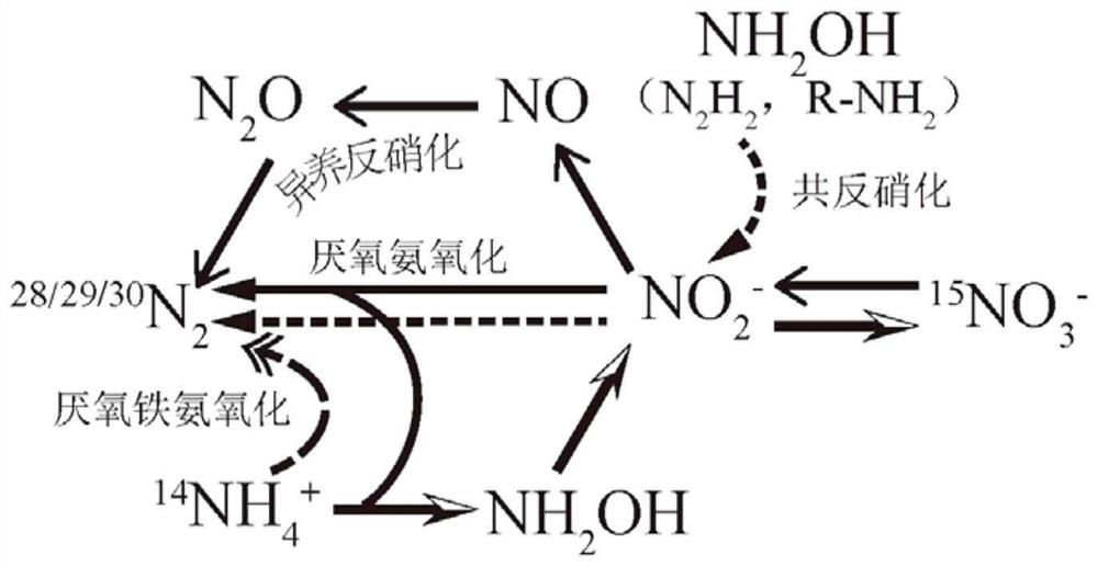 A method for identification and quantification of anaerobic iron-ammonia oxidation pathway in reservoir sediment