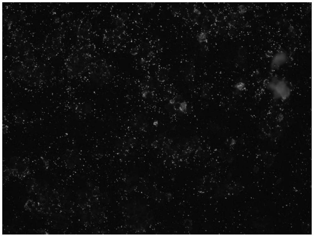 Immunofluorescence method for detecting fever with thrombocytopenia syndrome virus infection IgM antibody and detection kit thereof