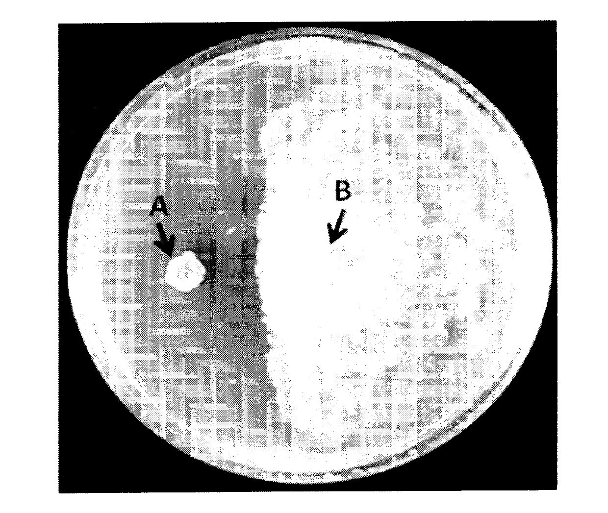 Bacillus pumilus for controlling cottonbollblight and microorganism bacterium agent thereof