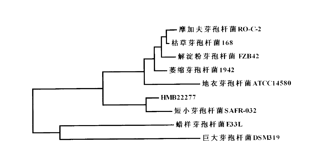 Bacillus pumilus for controlling cottonbollblight and microorganism bacterium agent thereof