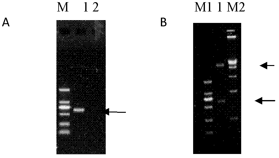 Double-antibody sandwich ELISA (enzyme linked immunosorbent assay) kit used for detecting avian leukosis group specific antigen