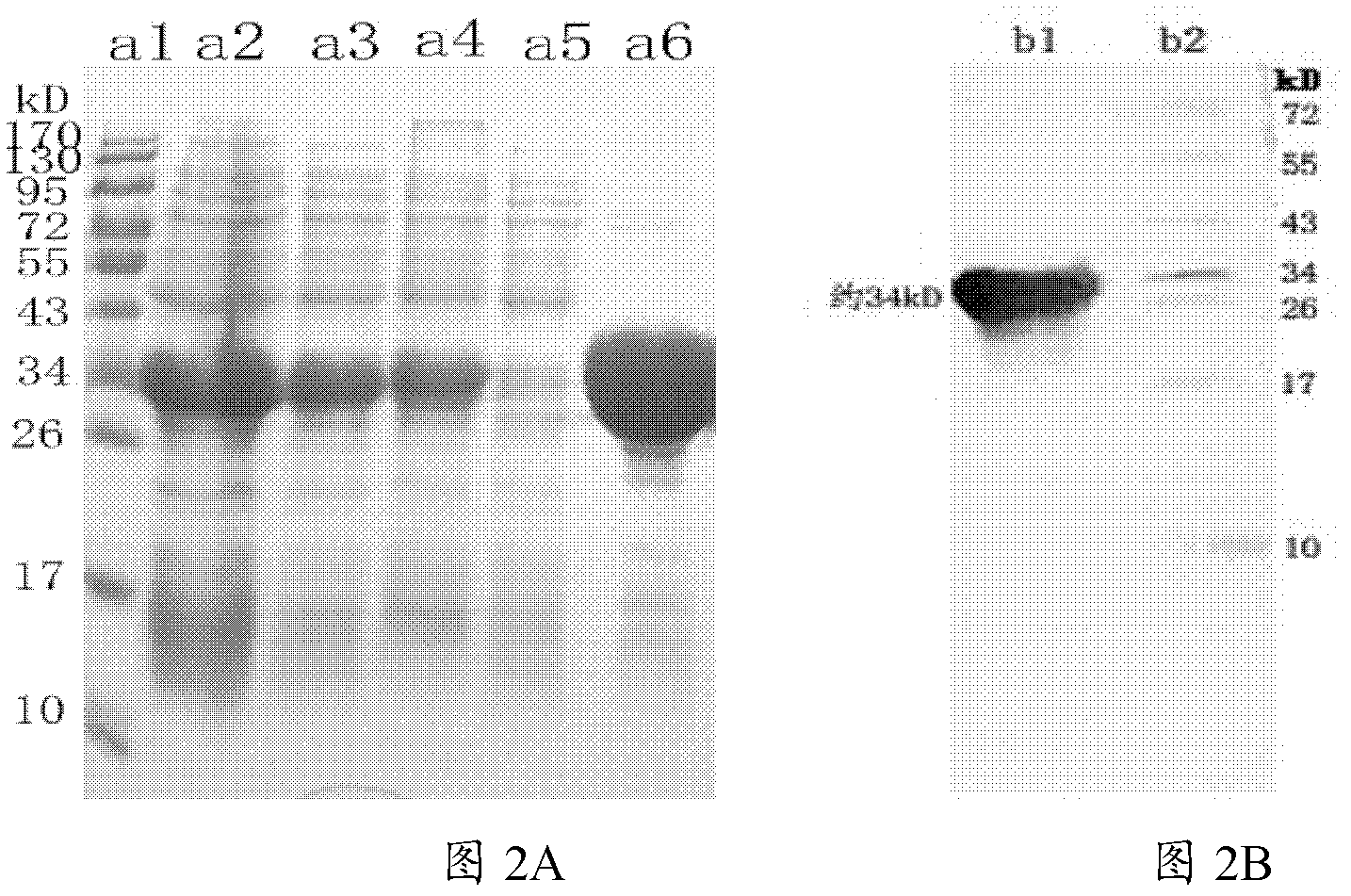 Double-antibody sandwich ELISA (enzyme linked immunosorbent assay) kit used for detecting avian leukosis group specific antigen