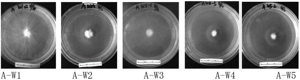 Method for researching interaction between Pleurotus ferulae fungi and eremophyte ferula asafoetida seed germination