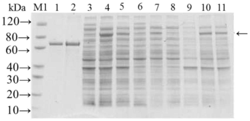 A Recombinant Fusion Protein of Avirulent Tetanus Toxin and Clostridium perfringens β Toxin