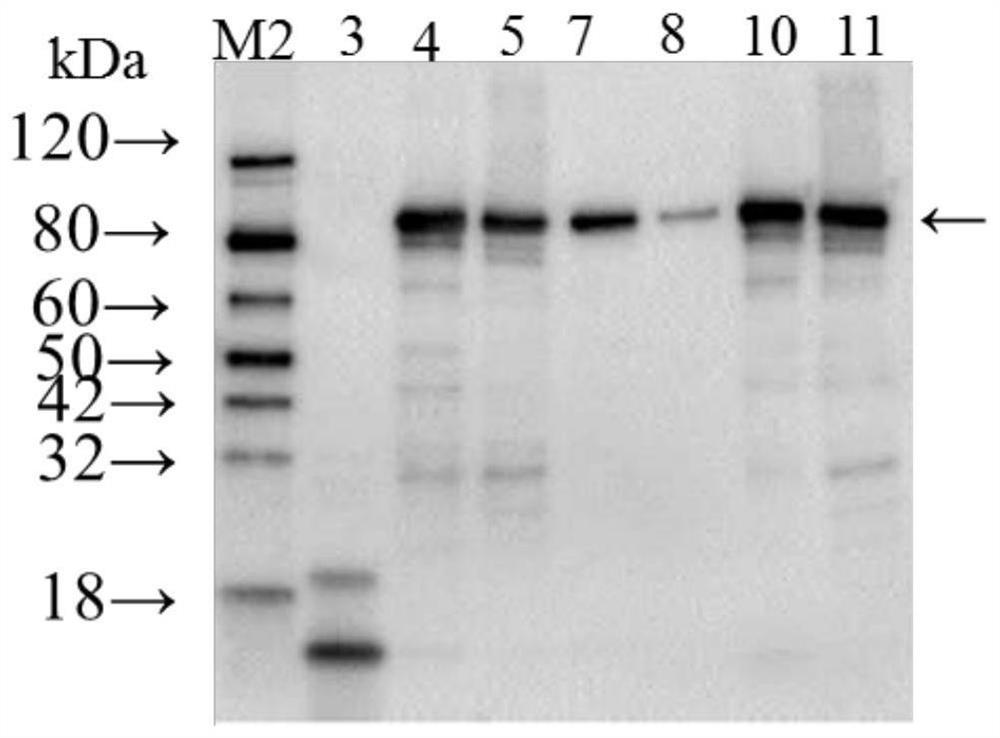 A Recombinant Fusion Protein of Avirulent Tetanus Toxin and Clostridium perfringens β Toxin