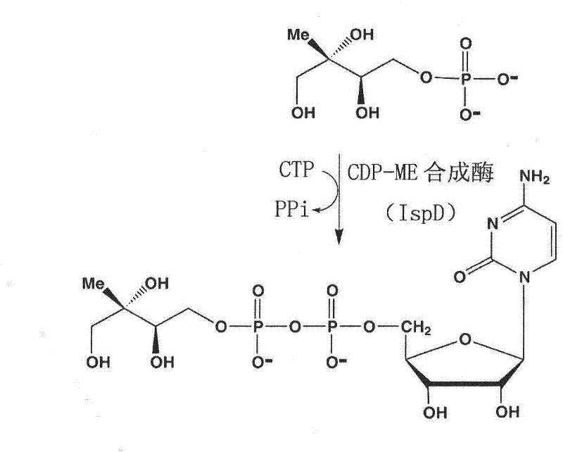 Screening model for lspd inhibitors and new application of ispd inhibitor dumiphene