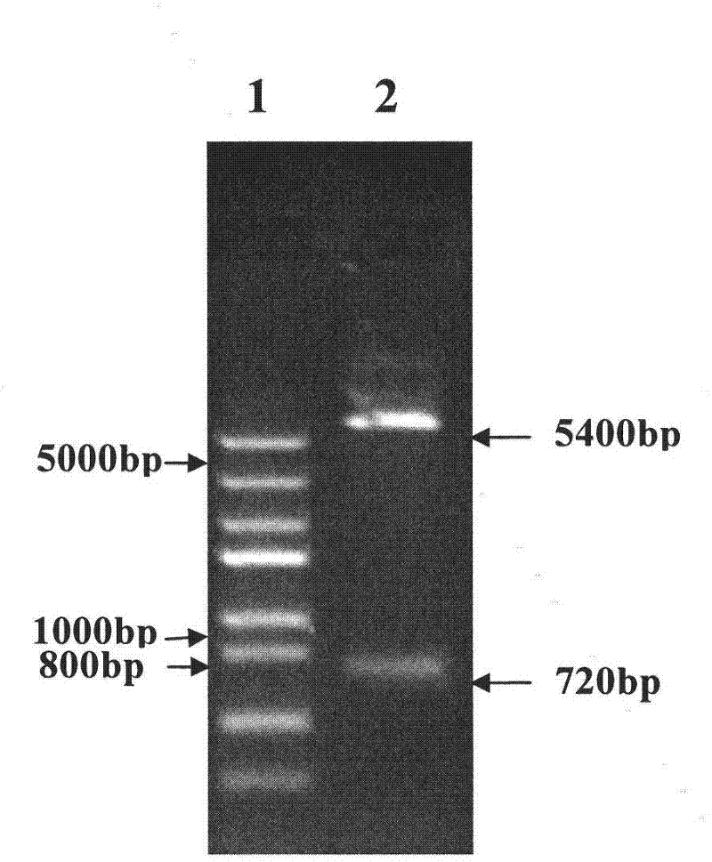 Screening model for lspd inhibitors and new application of ispd inhibitor dumiphene