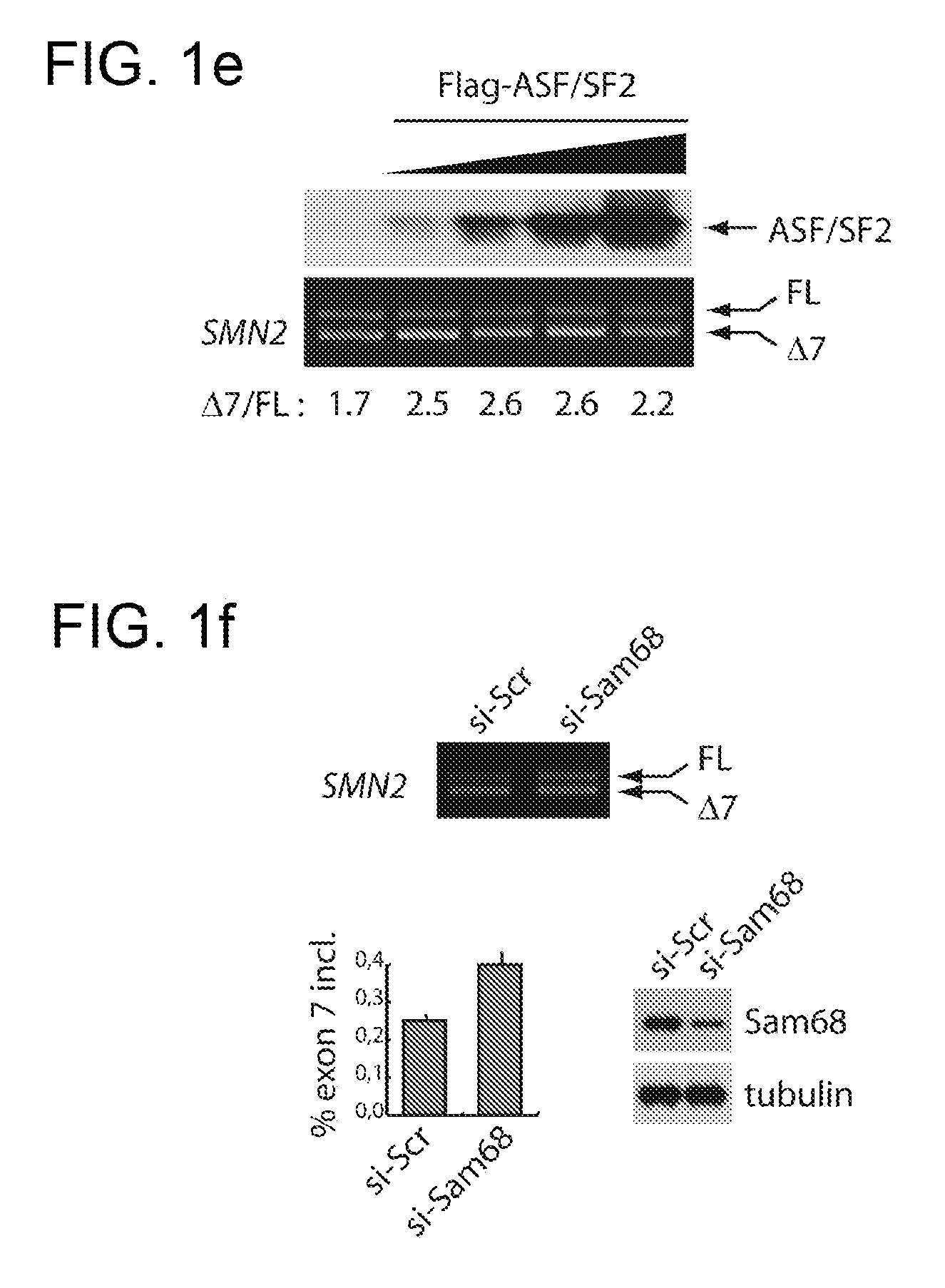 Dominant negative mutants of sam68 for use in the treatment of spinal muscular atrophy (SMA)