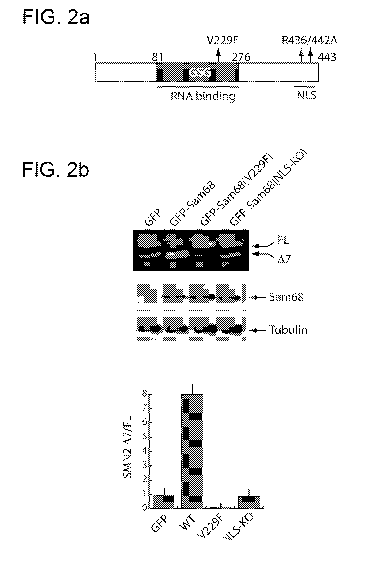 Dominant negative mutants of sam68 for use in the treatment of spinal muscular atrophy (SMA)