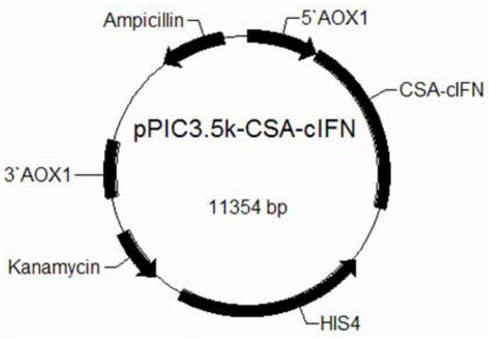 Feline long-acting fusion interferon and its preparation method and application