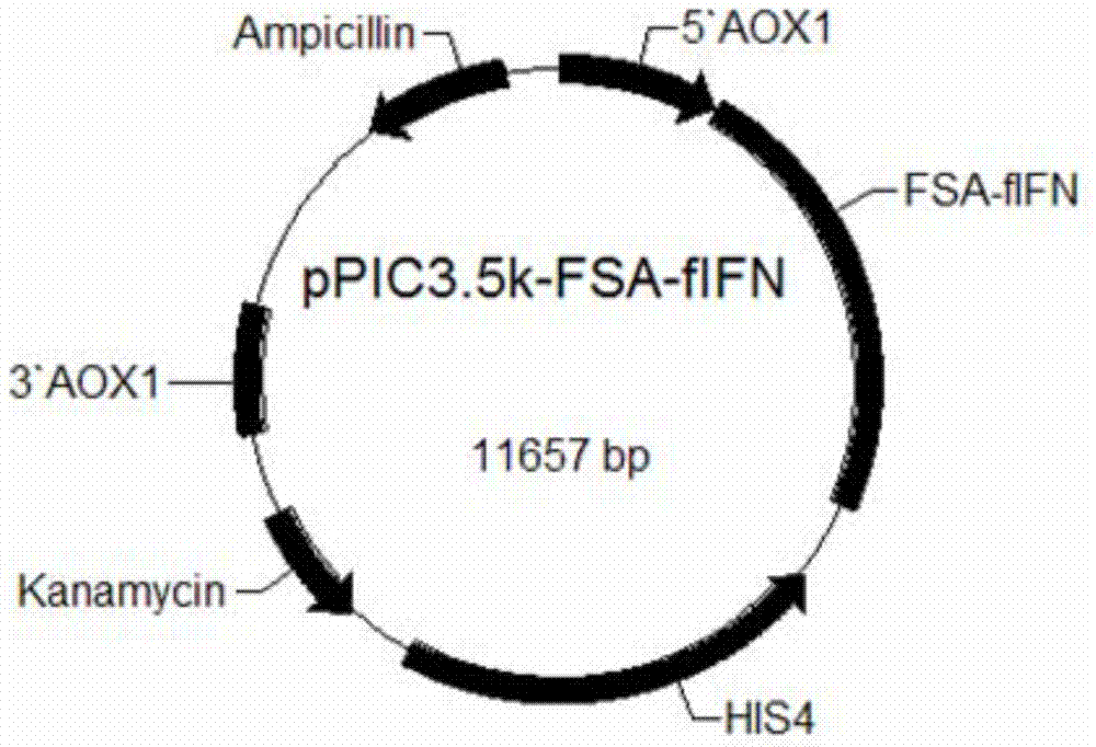 Feline long-acting fusion interferon and its preparation method and application