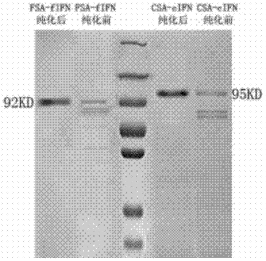 Feline long-acting fusion interferon and its preparation method and application