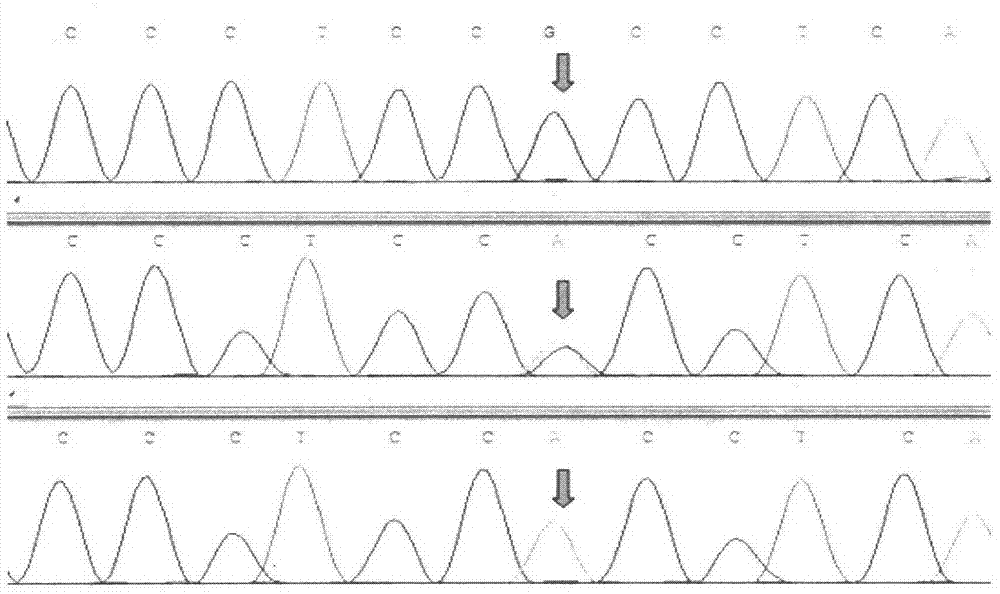 Method for detecting single nucleotide polymorphism of cattle PPARGC1A genes