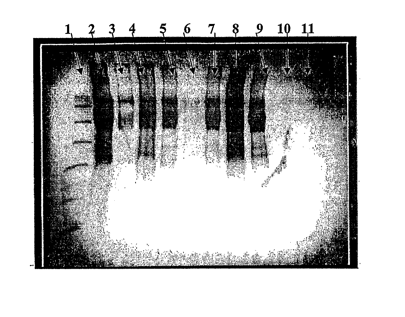 Immunogenic peptide carrier conjugates and methods of producing same