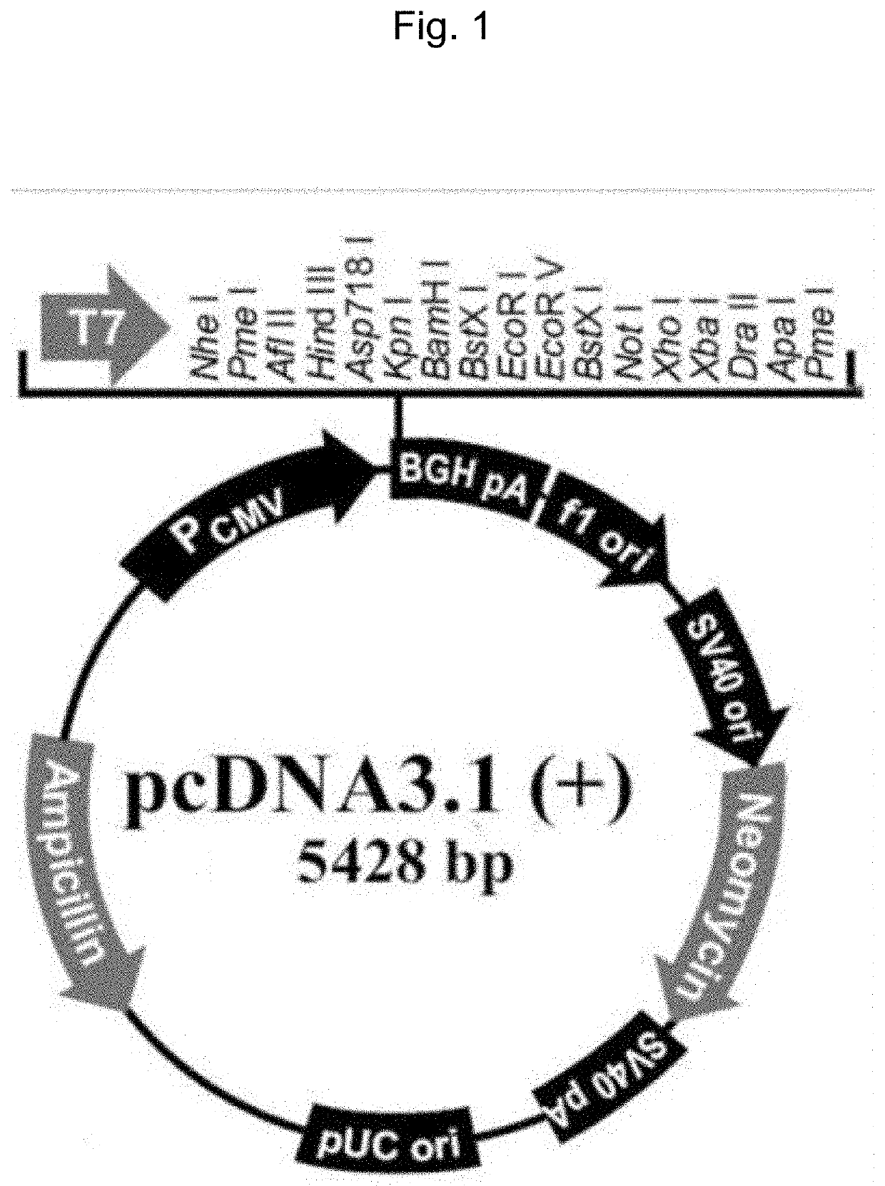 Novel eukaryotic cell transfection systems and related methods