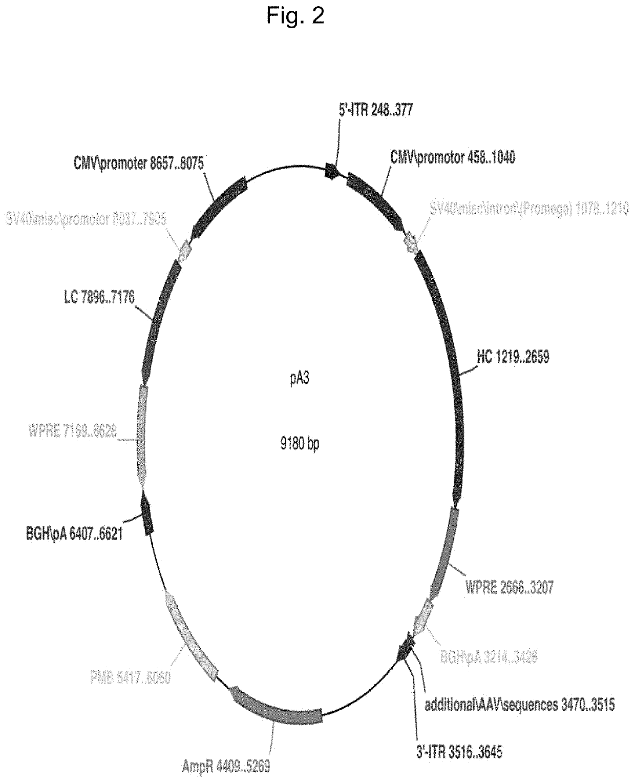 Novel eukaryotic cell transfection systems and related methods