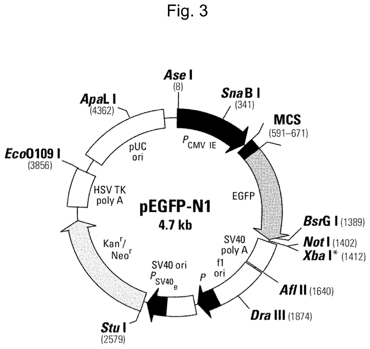 Novel eukaryotic cell transfection systems and related methods