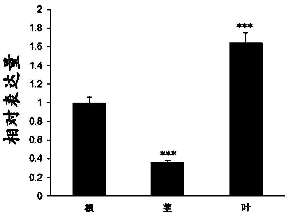 Rice serine/threonine protein kinase gene OsSAPK8 coding sequence and applications thereof