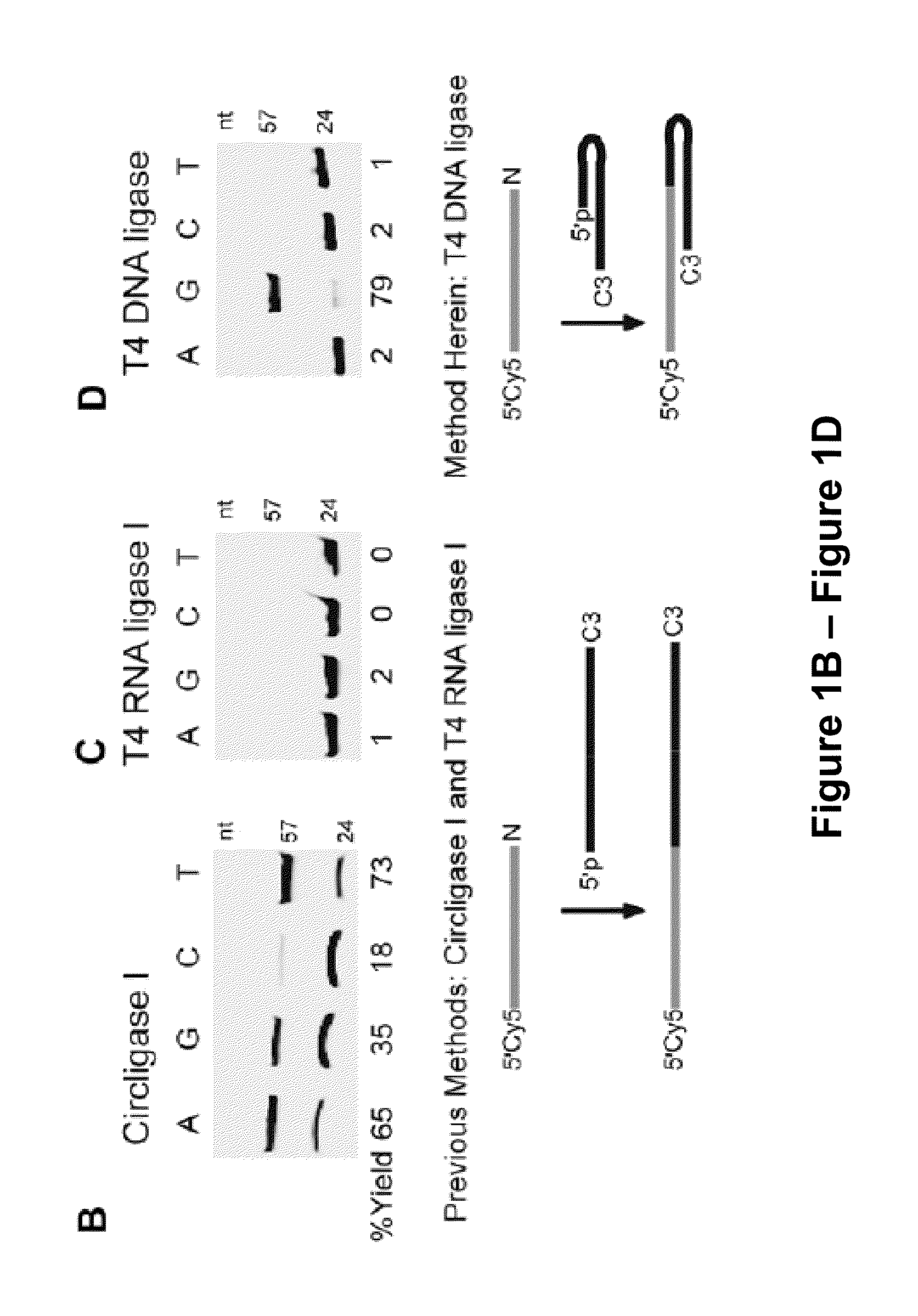 Low Sequence Bias Single-Stranded DNA Ligation