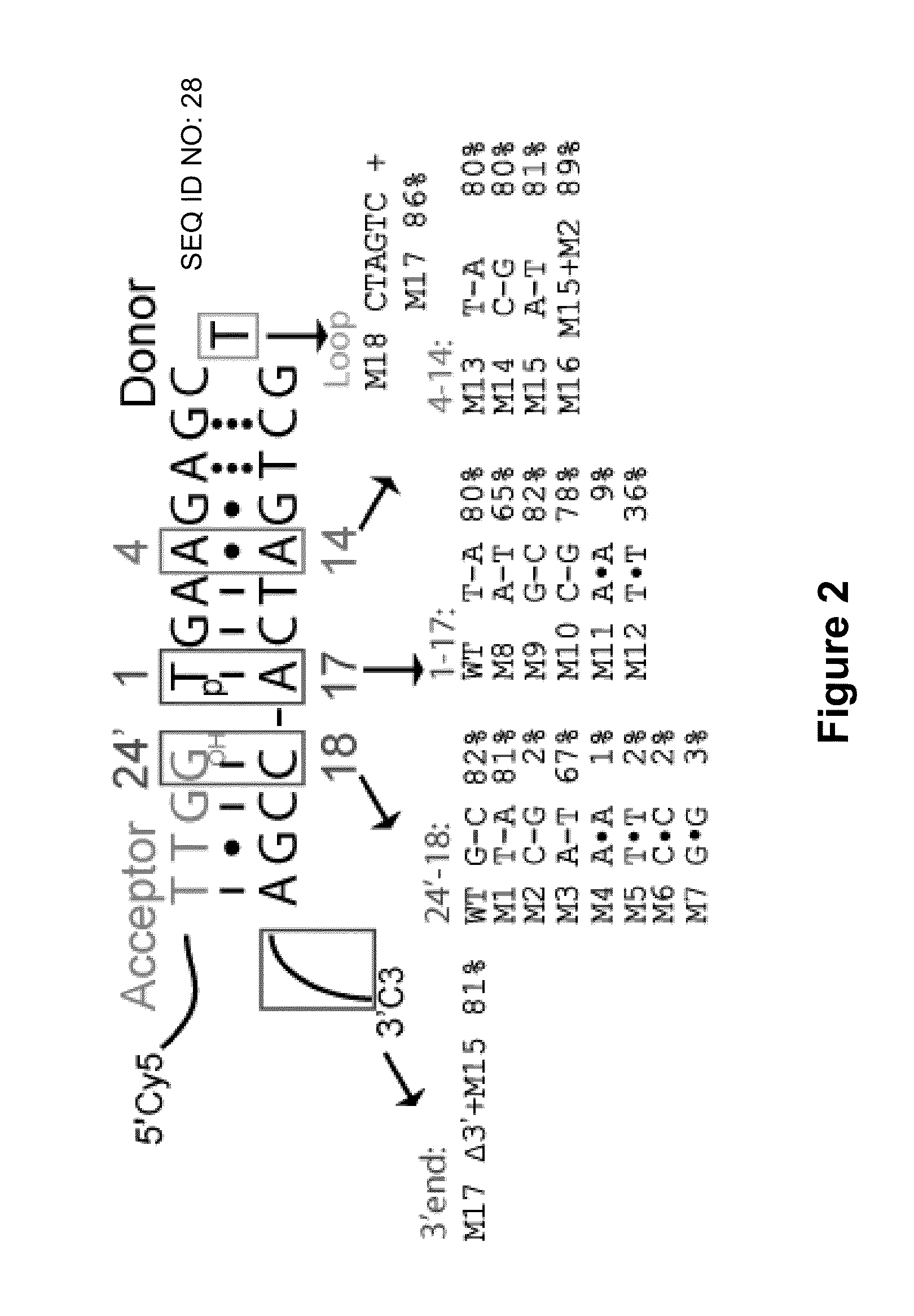 Low Sequence Bias Single-Stranded DNA Ligation