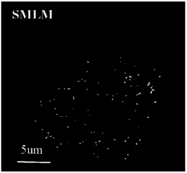 Telomere probe and preparation method and application thereof