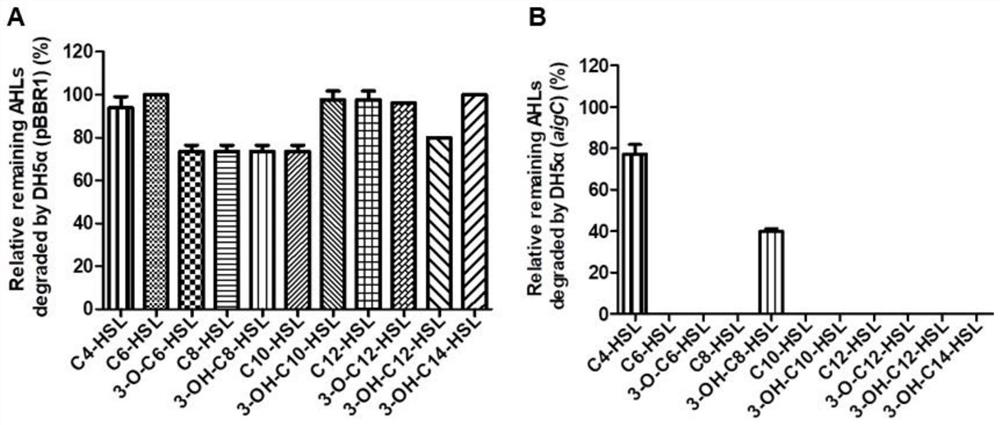 N-acyl homoserine lactone acyltransferase coding gene aigC and application thereof