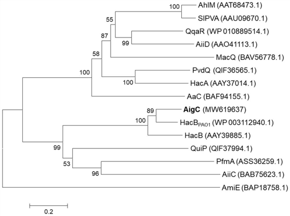 N-acyl homoserine lactone acyltransferase coding gene aigC and application thereof