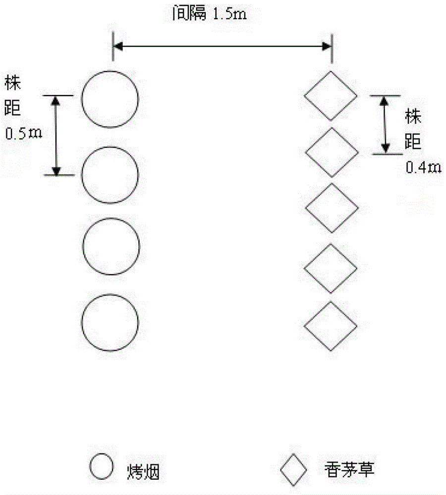 Flue-cured tobacco planting method for improving tobacco leaf quality by using cedronella