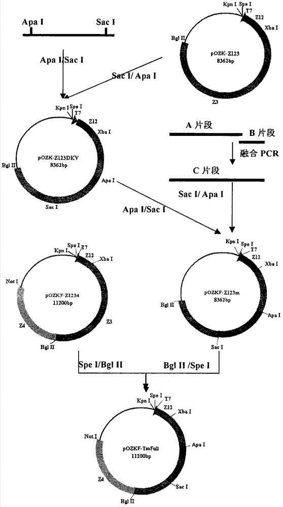 Method for expanding antigen spectrum of foot-and-mouth disease vaccine strain by reverse genetic operation and preparation method of vaccine