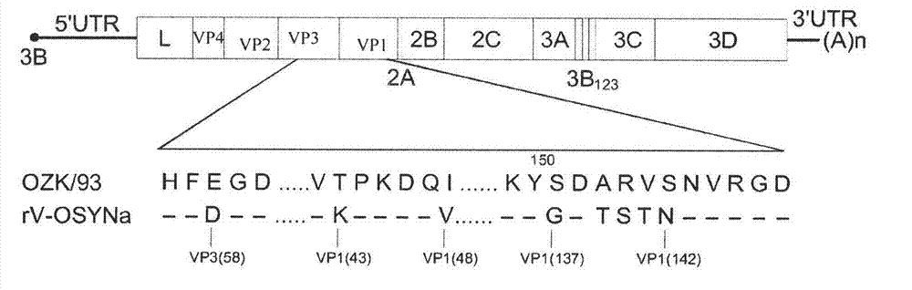 Method for expanding antigen spectrum of foot-and-mouth disease vaccine strain by reverse genetic operation and preparation method of vaccine