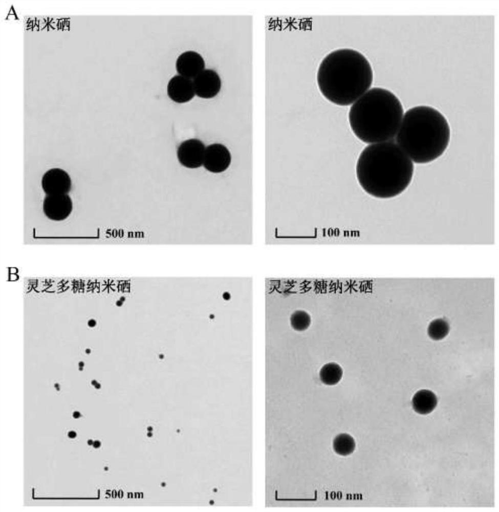 Preparation method of ganoderan nano-selenium, ganoderan nano-selenium and application thereof