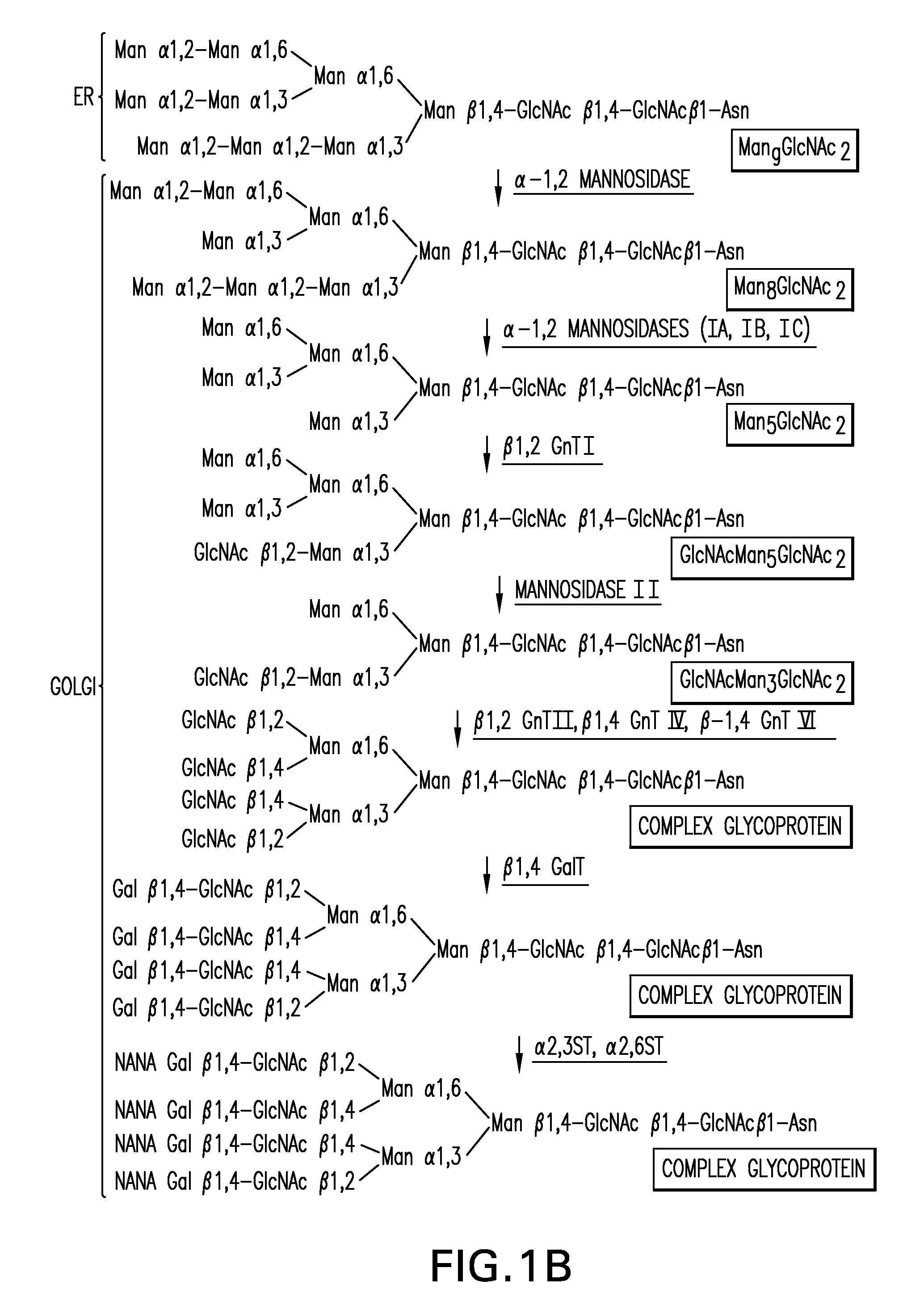 N-Acetylglucosaminyltransferase III Expression in Lower Eukaryotes