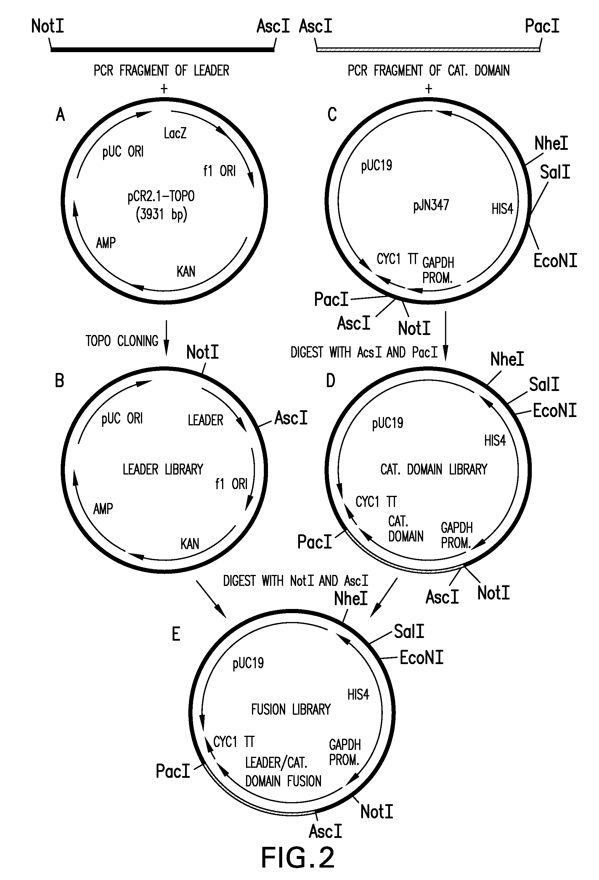 N-Acetylglucosaminyltransferase III Expression in Lower Eukaryotes