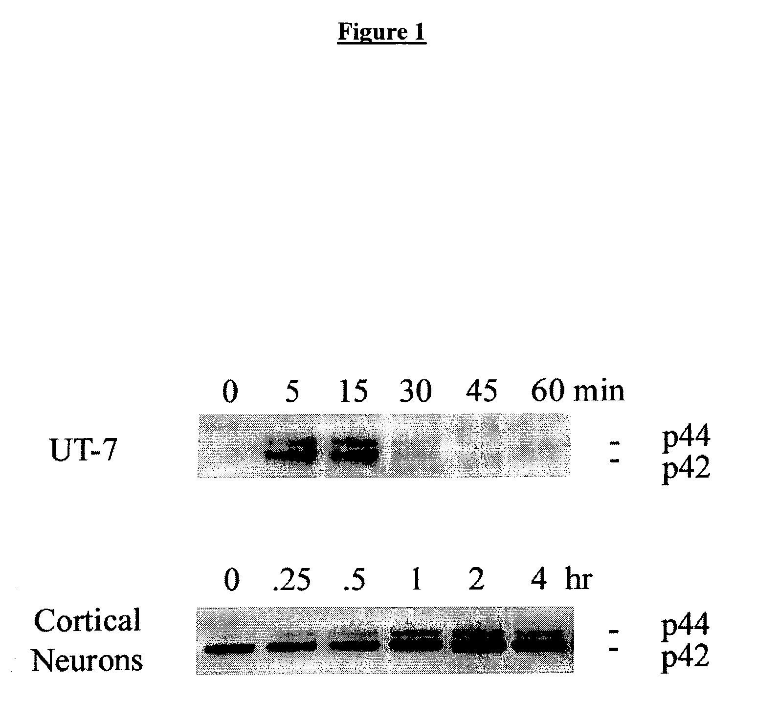 Methods for SHP1 mediated neuroprotection