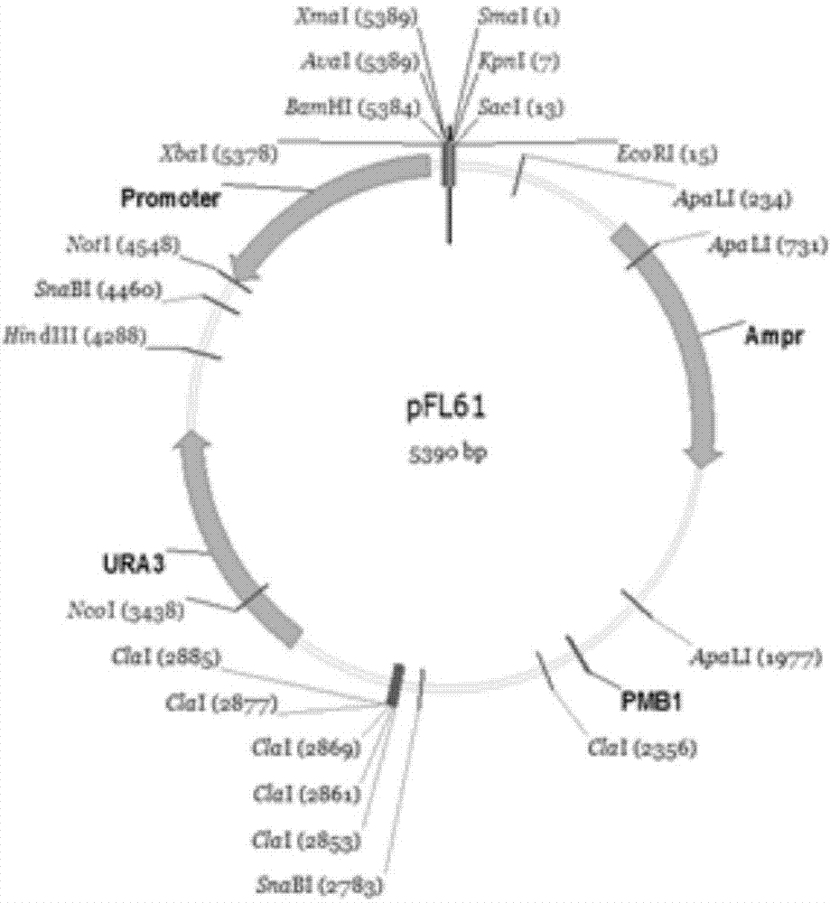 Zea mays zinc iron-regulated transporter ZmITR1 gene and its applications