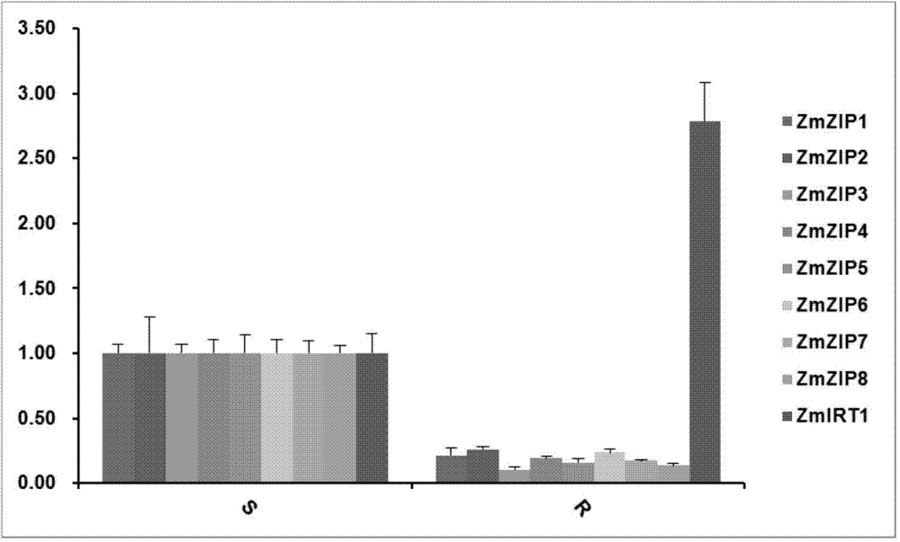 Zea mays zinc iron-regulated transporter ZmITR1 gene and its applications