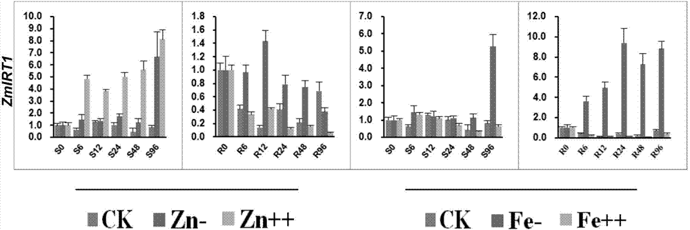 Zea mays zinc iron-regulated transporter ZmITR1 gene and its applications