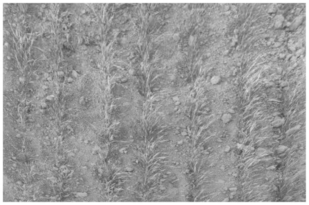 Method and system for eliminating perspective effect of visual perception in working environment in front of agricultural machinery